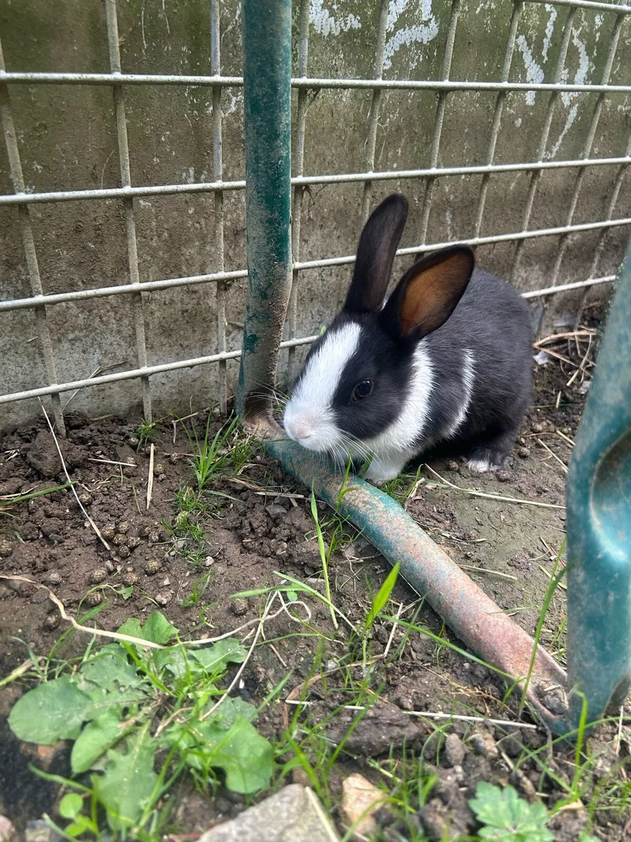 Rabbits - Image 3