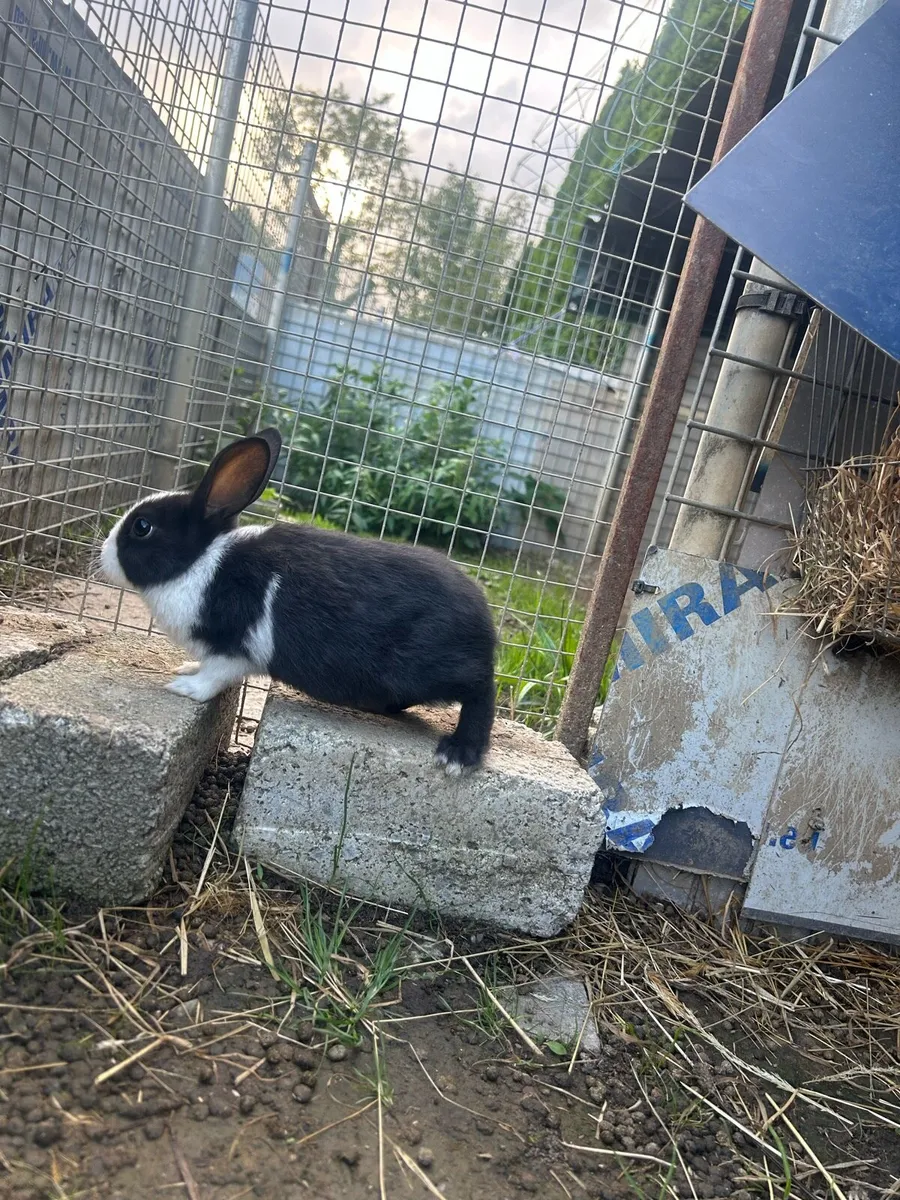 Rabbits - Image 4