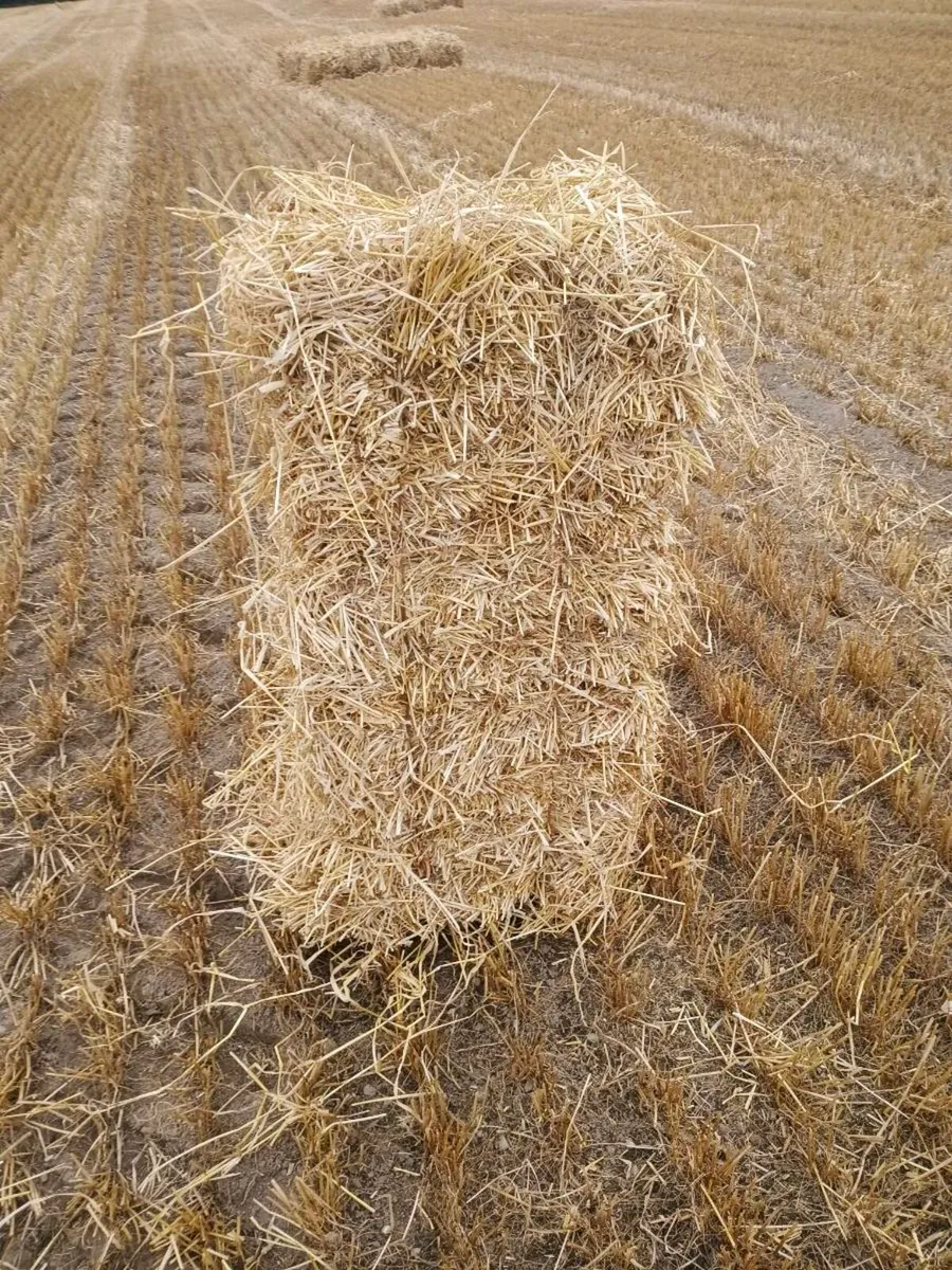 Straw - Image 1