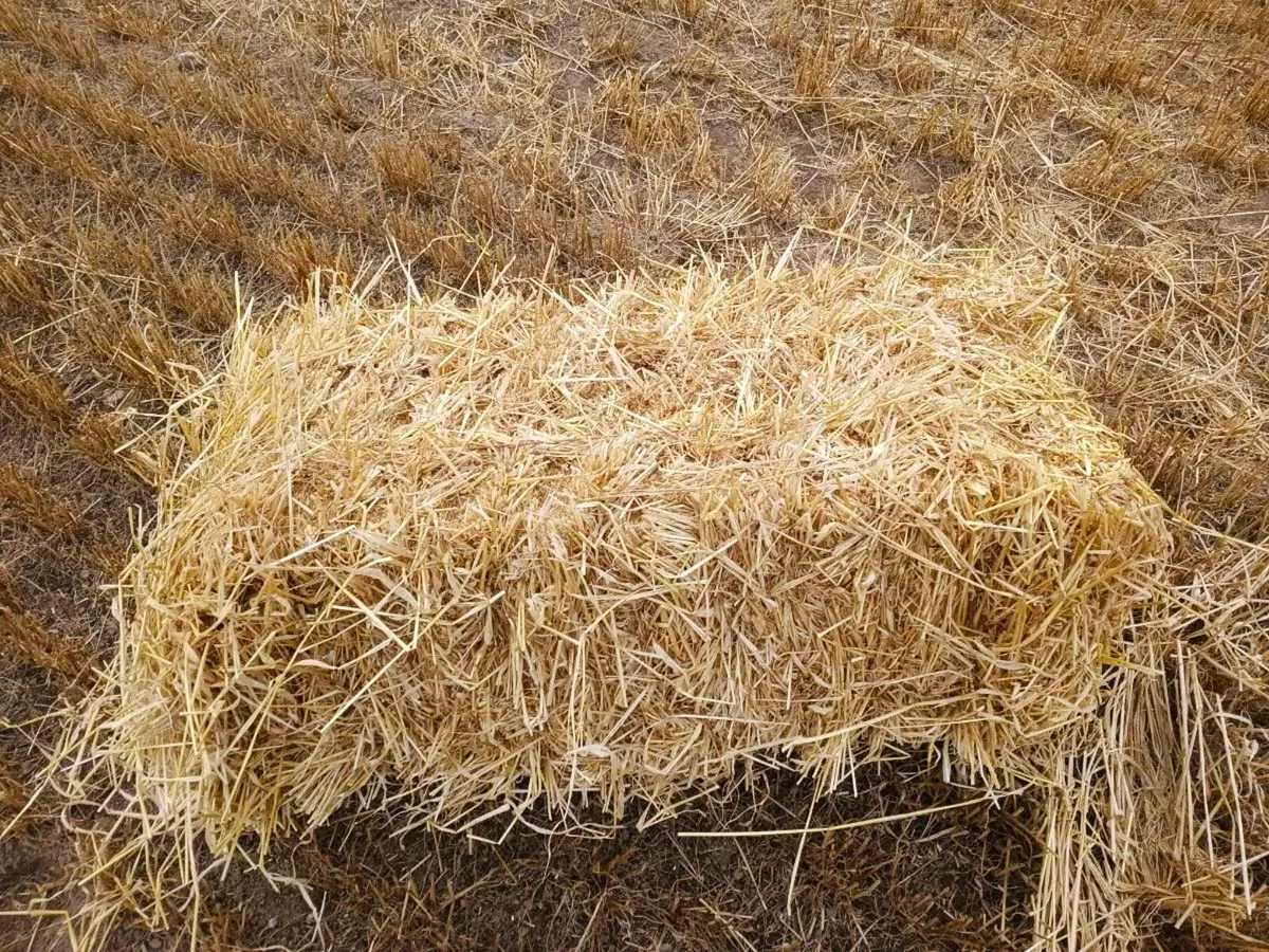 Straw - Image 2