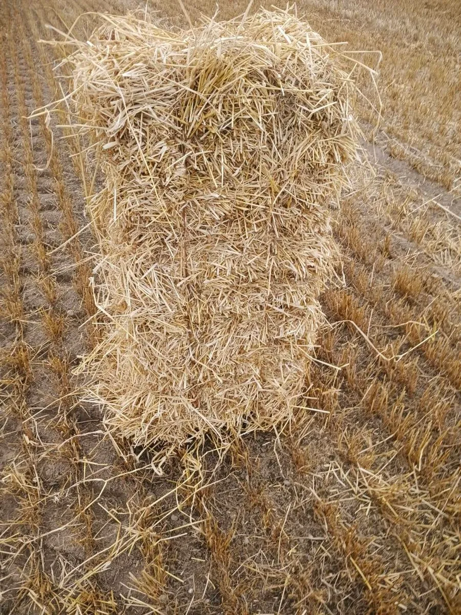 Straw - Image 3