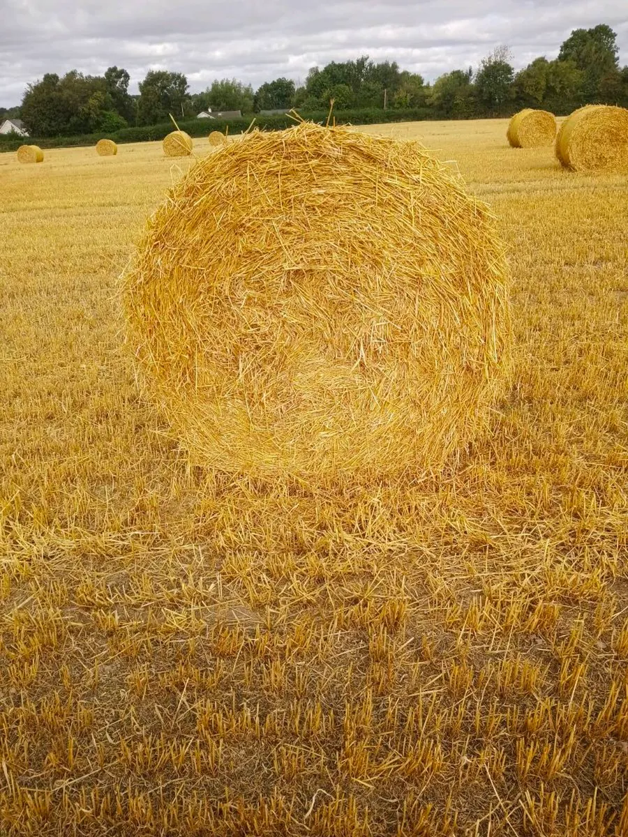 Straw - Image 4