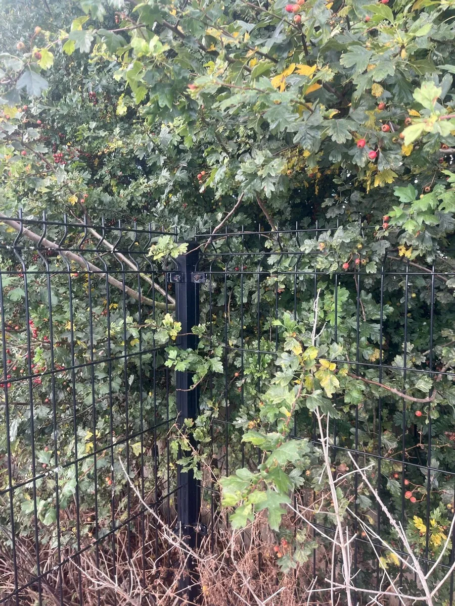 Dog run - Image 4