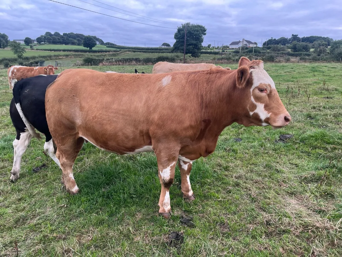 Cattle - Image 2