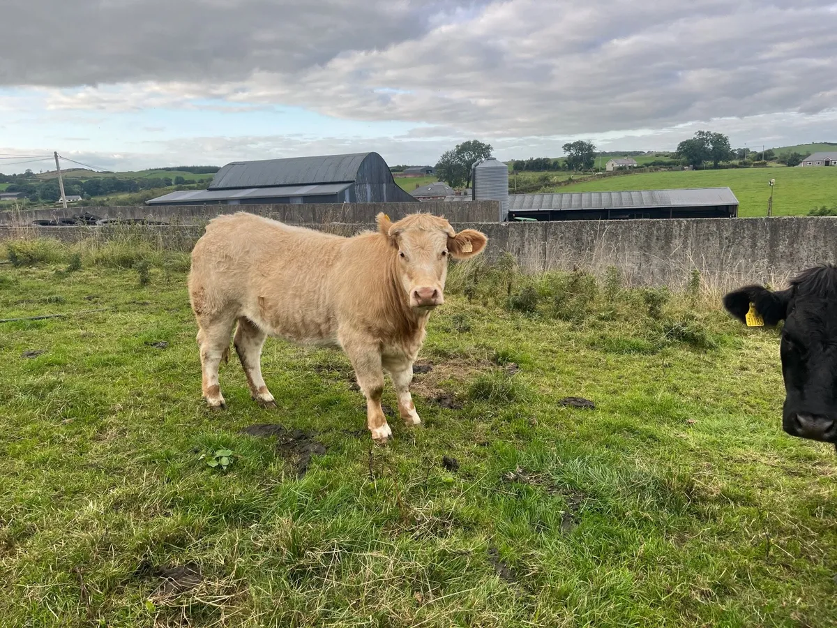 Cattle - Image 3