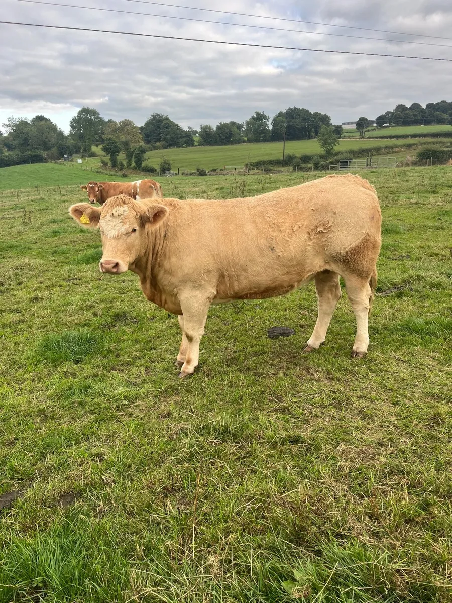 Cattle - Image 4