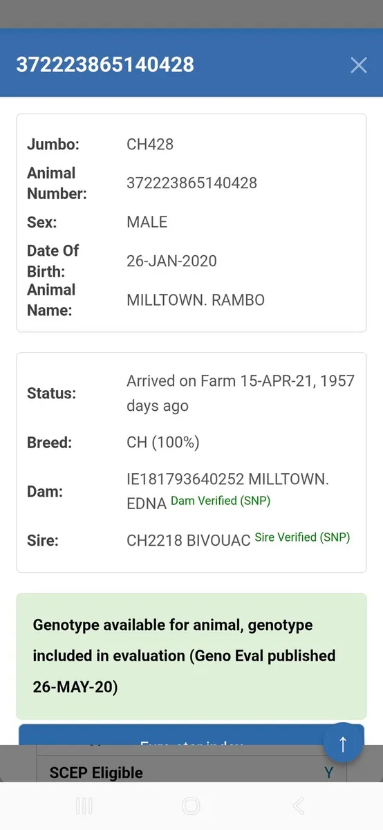 Charolais bull - Image 4