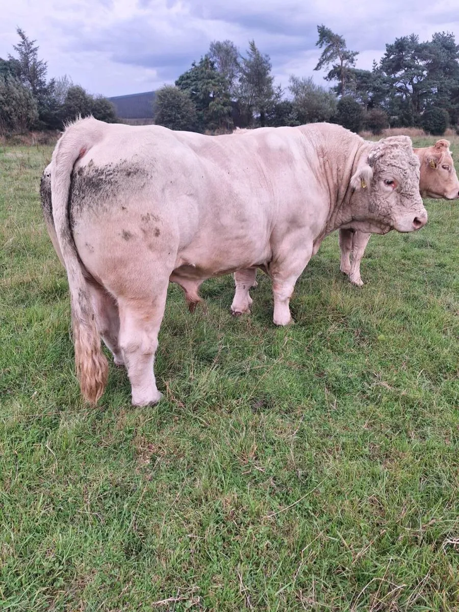 Charolais bull - Image 1