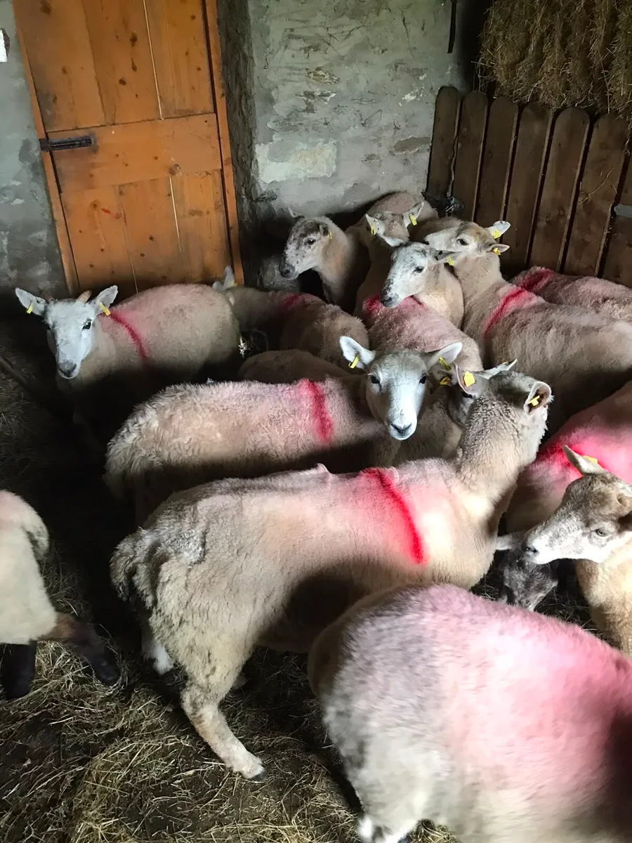 Crossbred Hoggets - Image 1