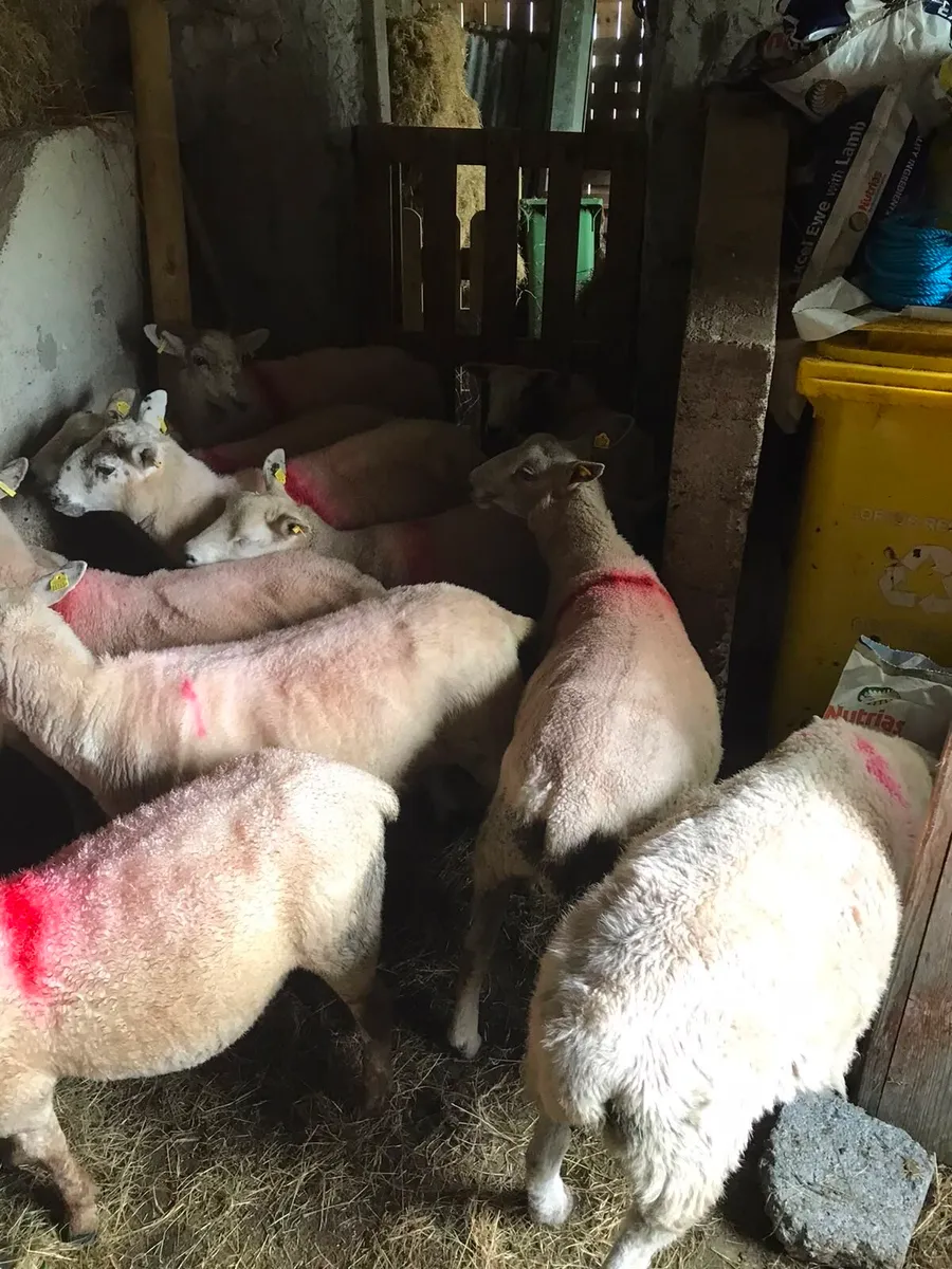 Crossbred Hoggets - Image 2