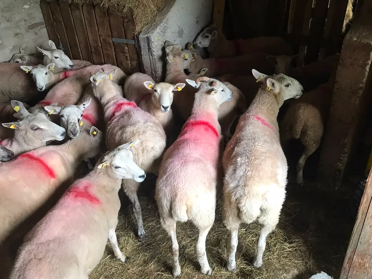 Crossbred Hoggets - Image 3