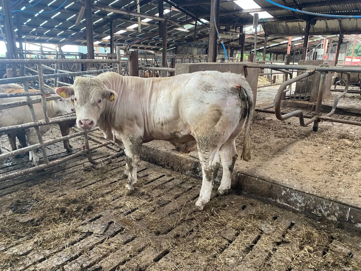 Charolais Bull - Image 1