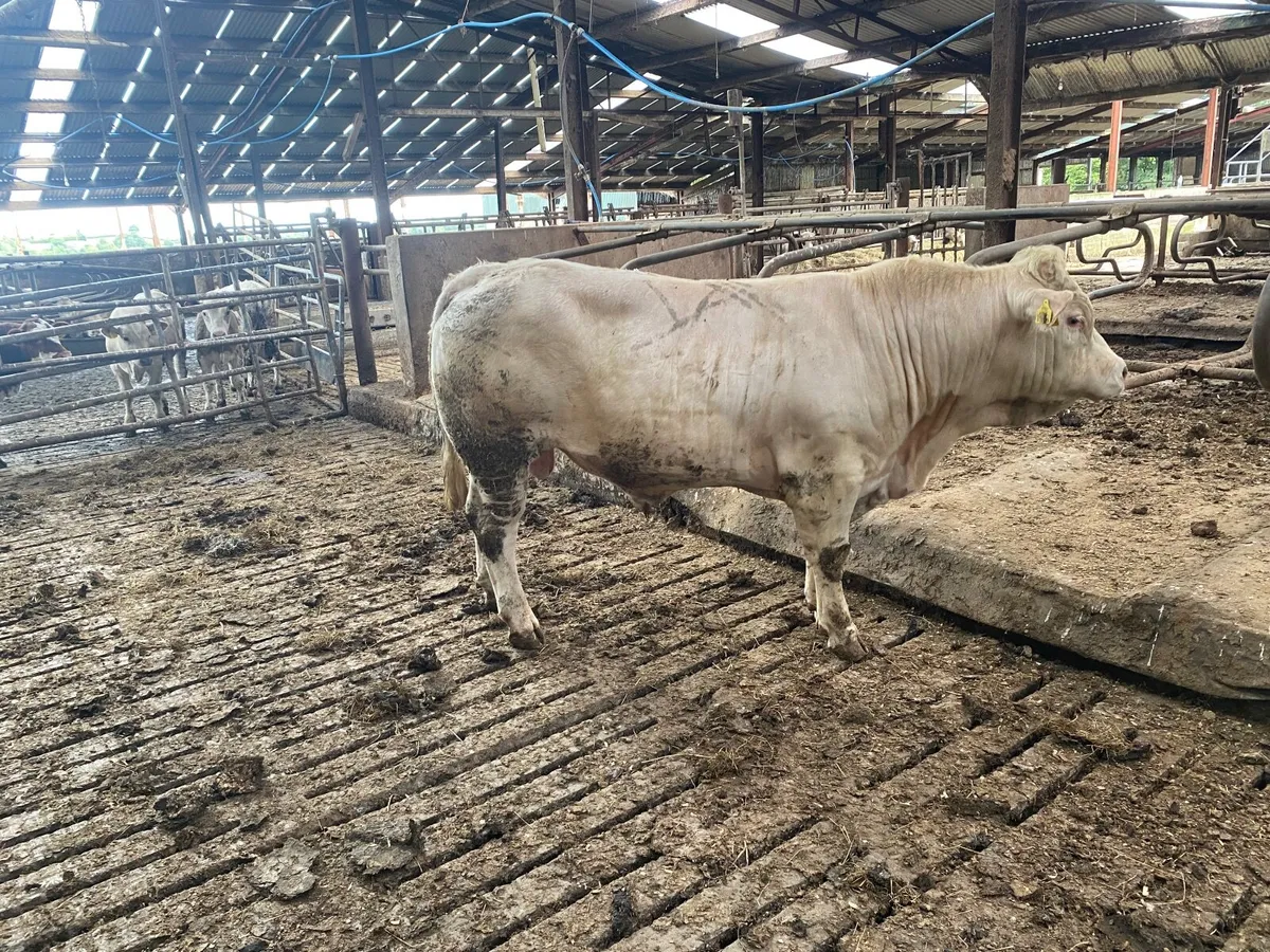 Charolais Bull - Image 2