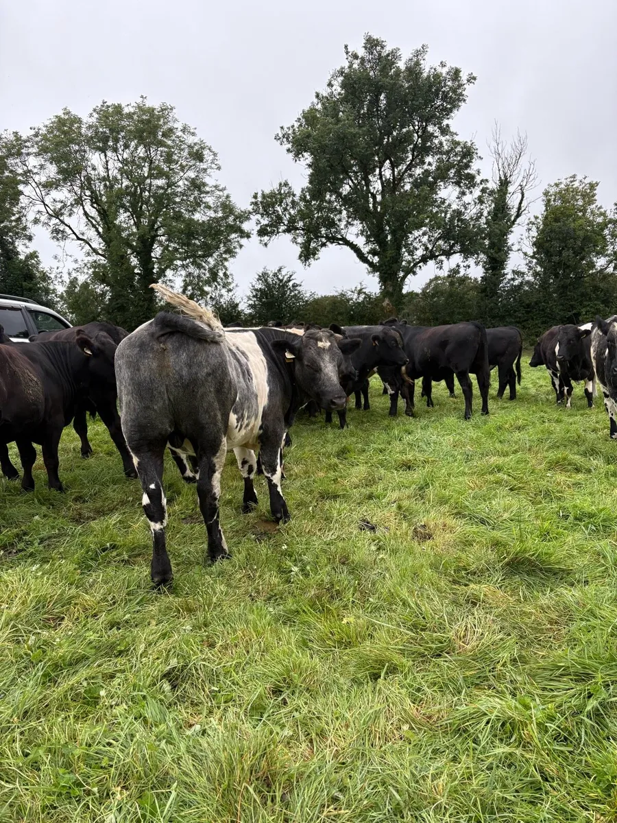 Bullocks - Image 1