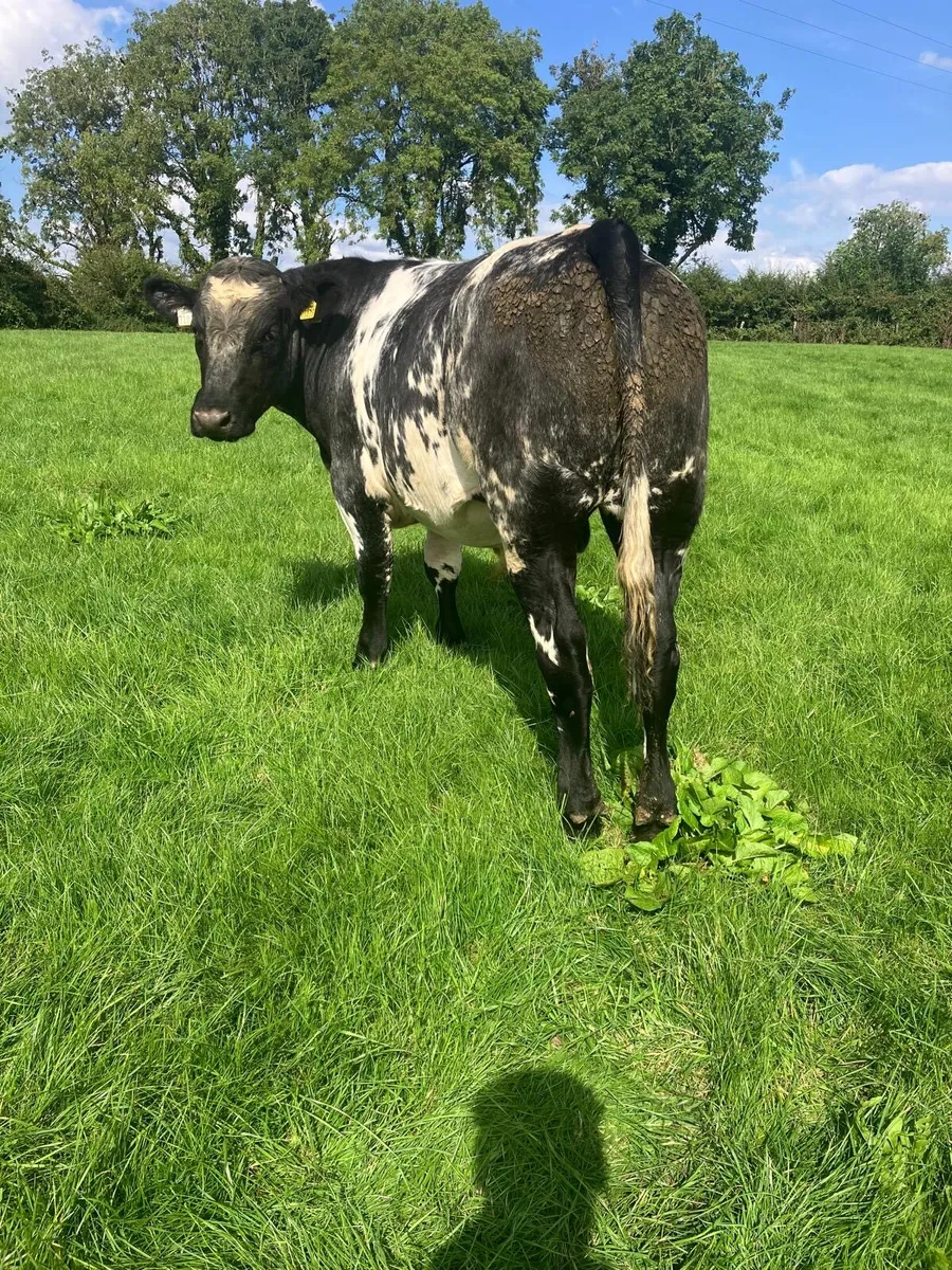 Bullocks - Image 2
