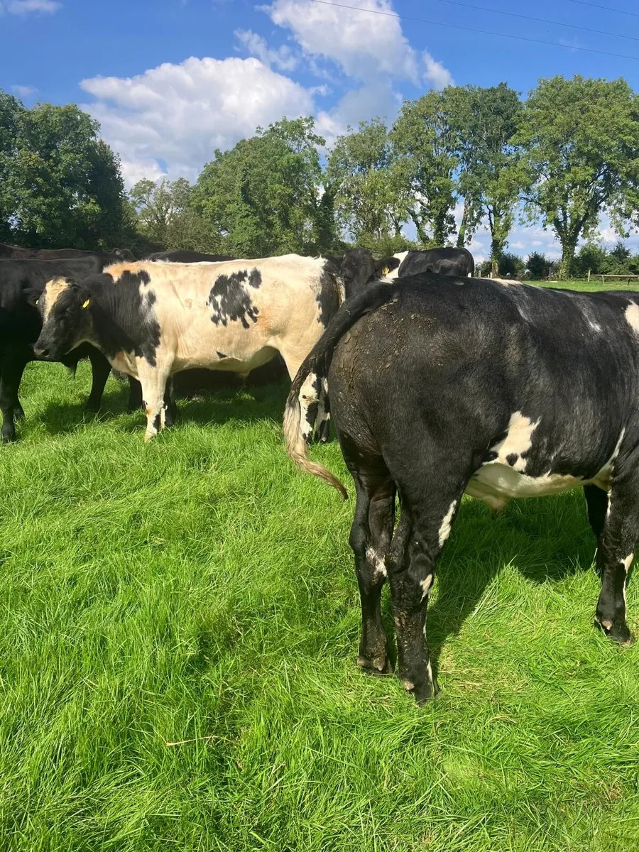 Bullocks - Image 3
