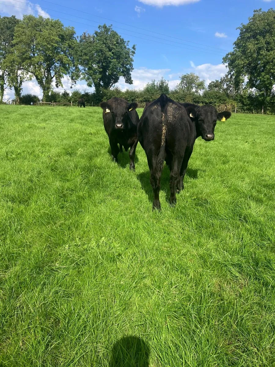 Bullocks - Image 4