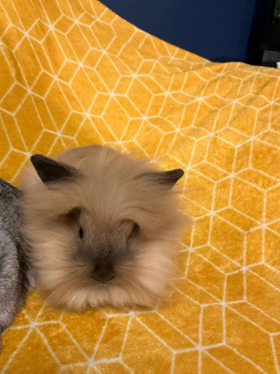 Rabbits - Image 2