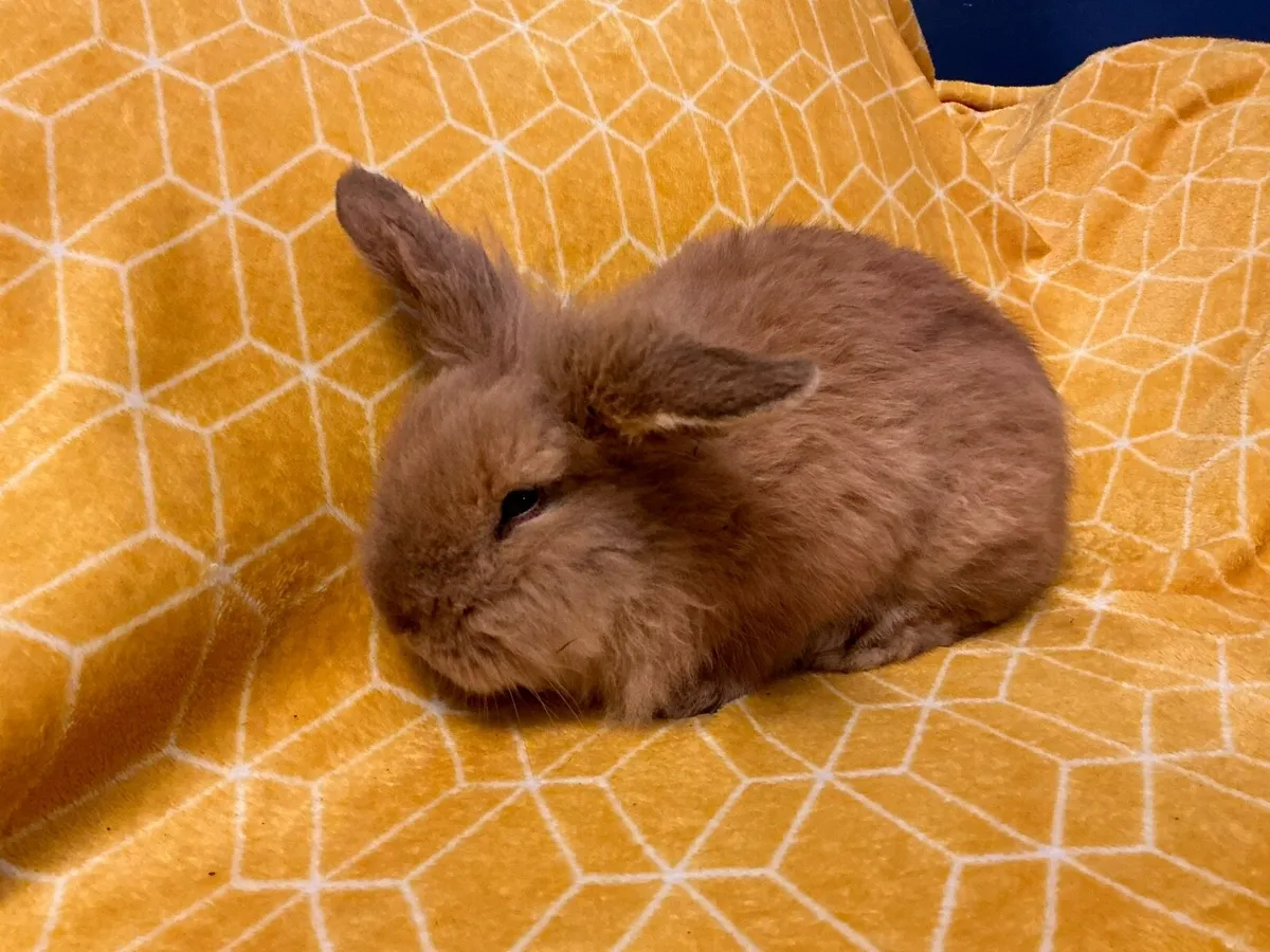Rabbits - Image 3