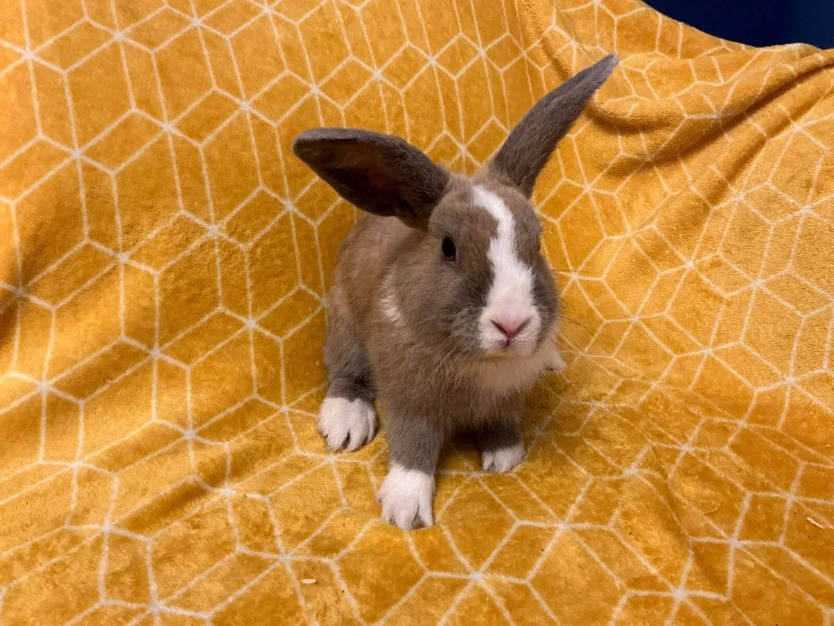 Rabbits - Image 4