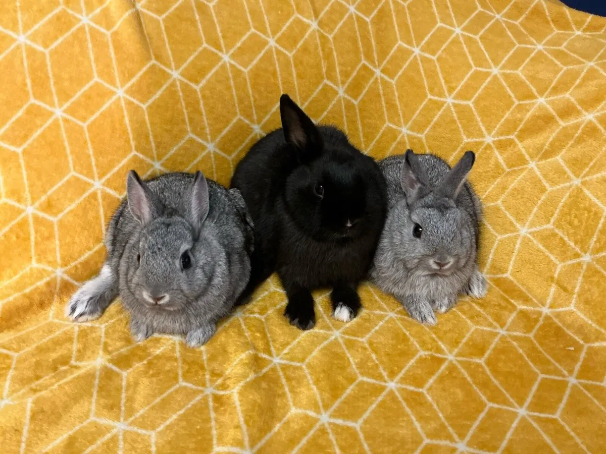 Rabbits - Image 1