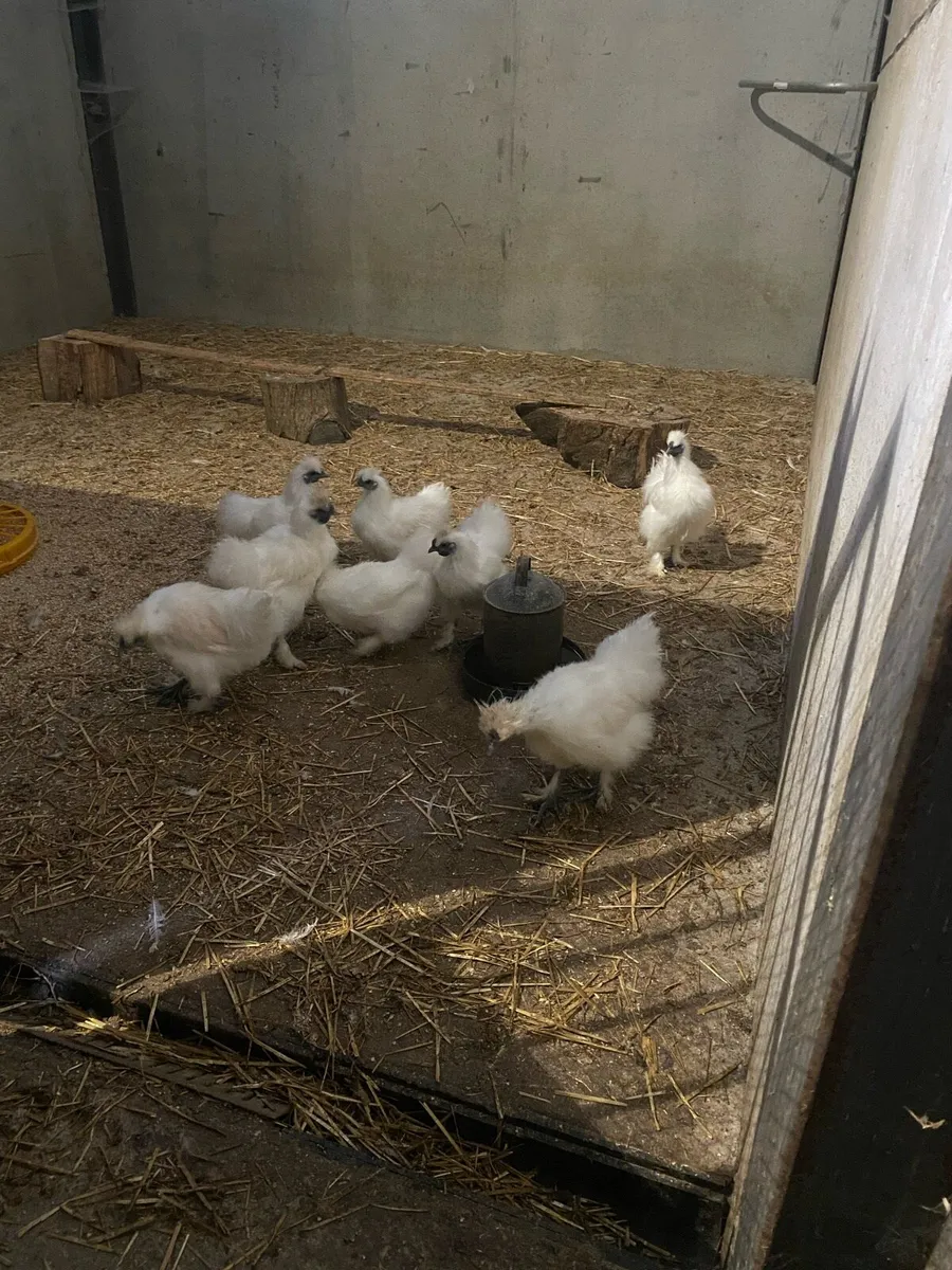 Silkie Roosters - Image 2
