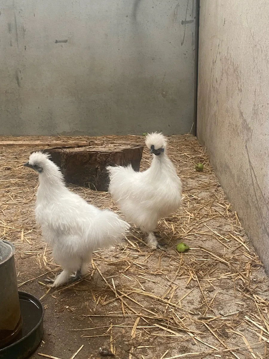 Silkie Roosters - Image 3