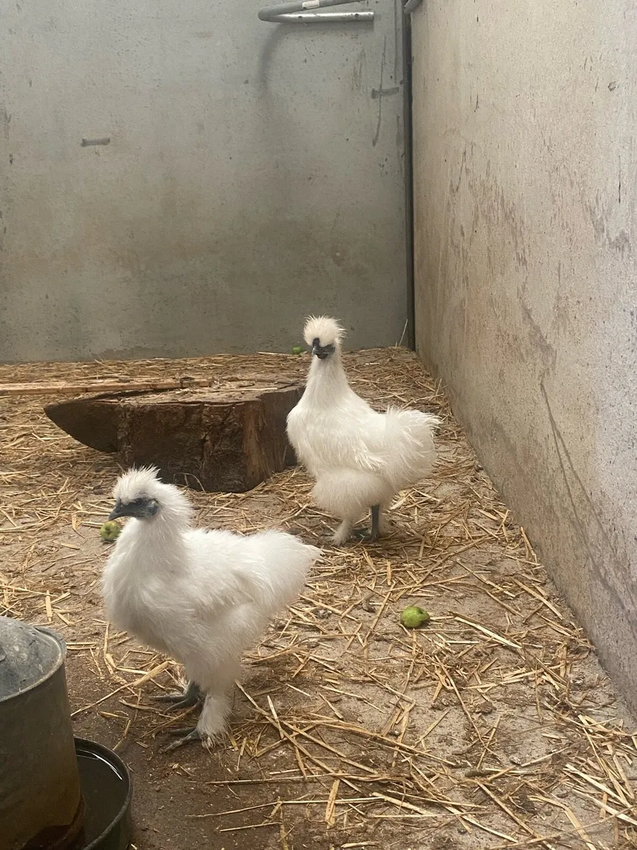 Silkie Roosters - Image 1