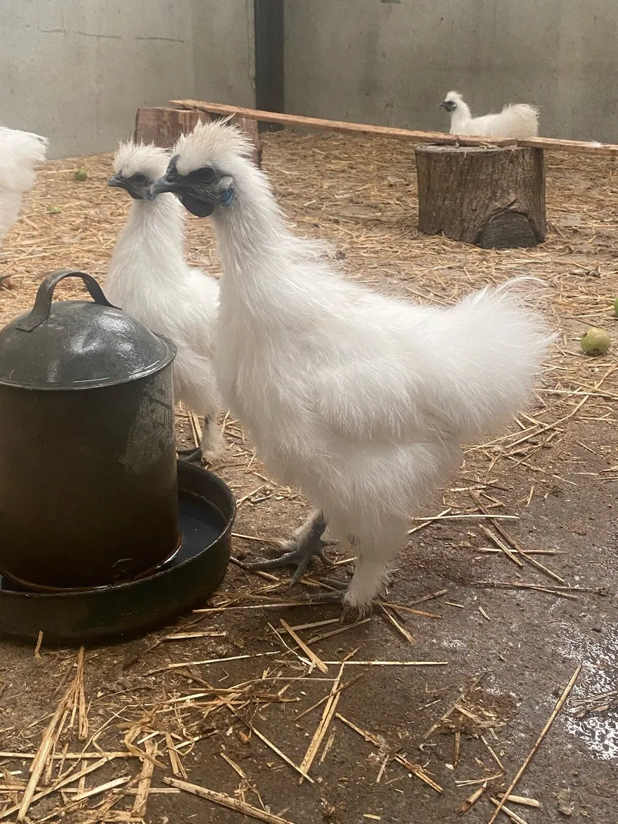 Silkie Roosters - Image 4