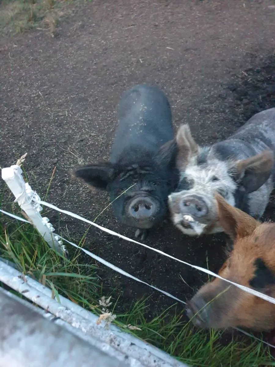 Kunekune sow pregnant - Image 1