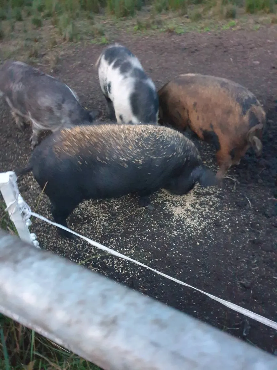Kunekune sow pregnant - Image 2