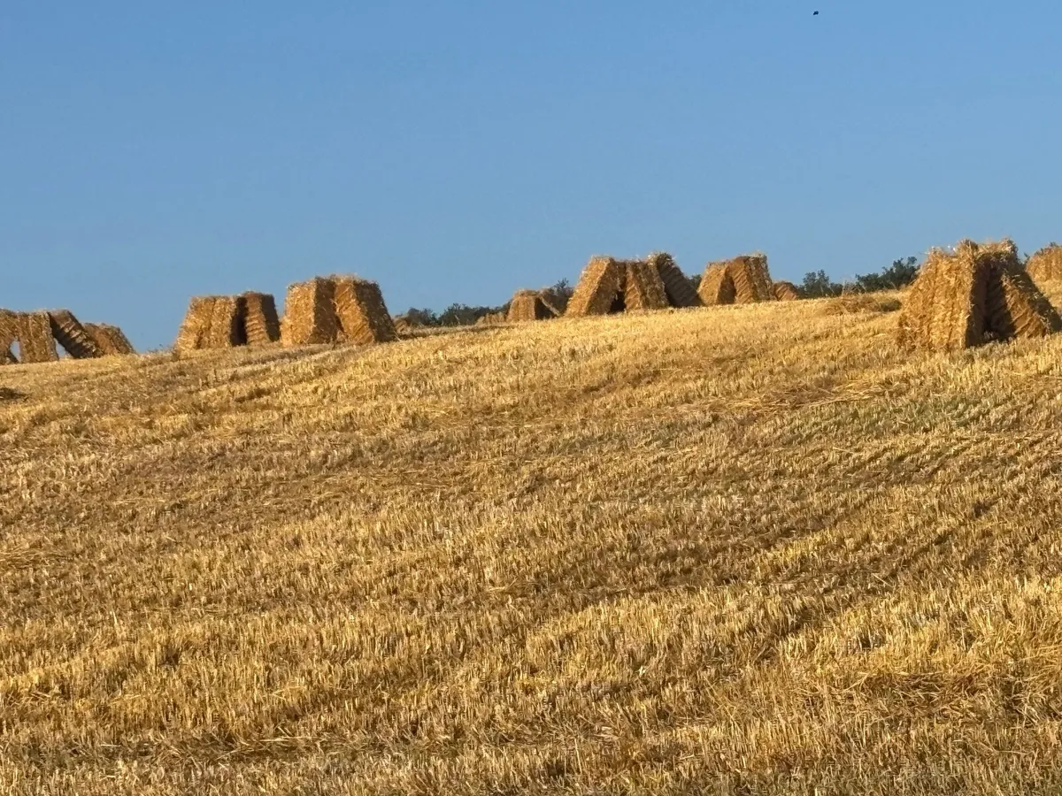 Straw - Image 1