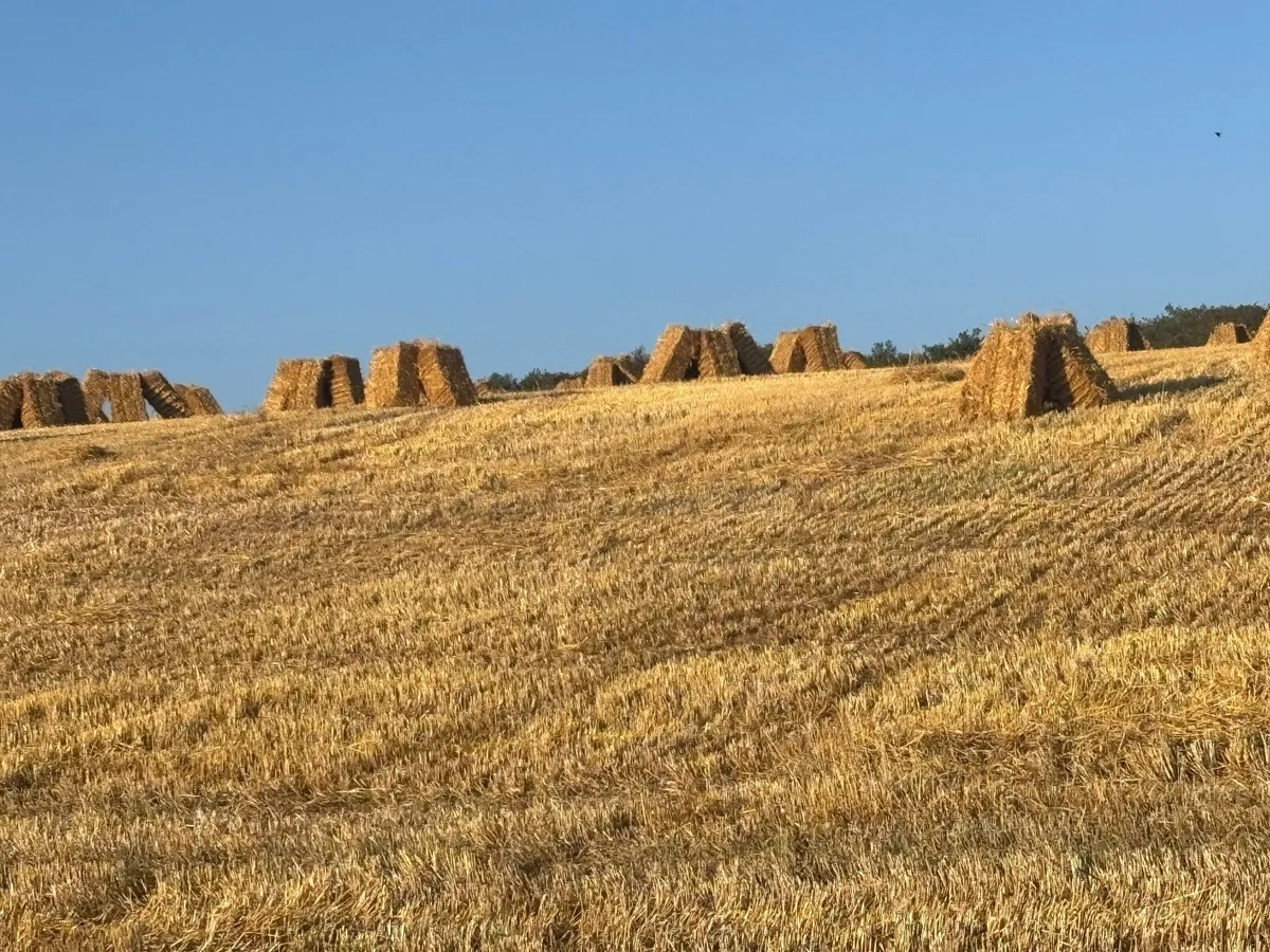 Straw - Image 2