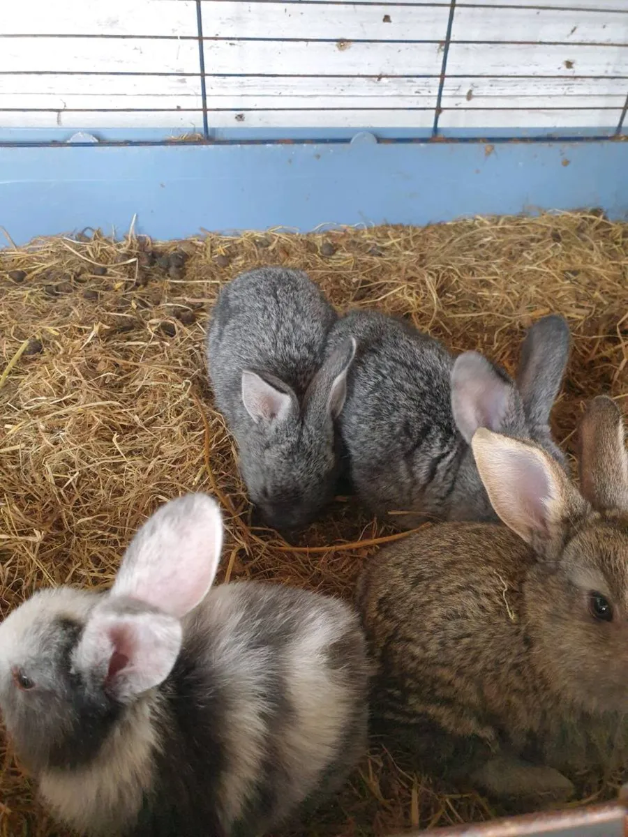 Babie rabbits - Image 2