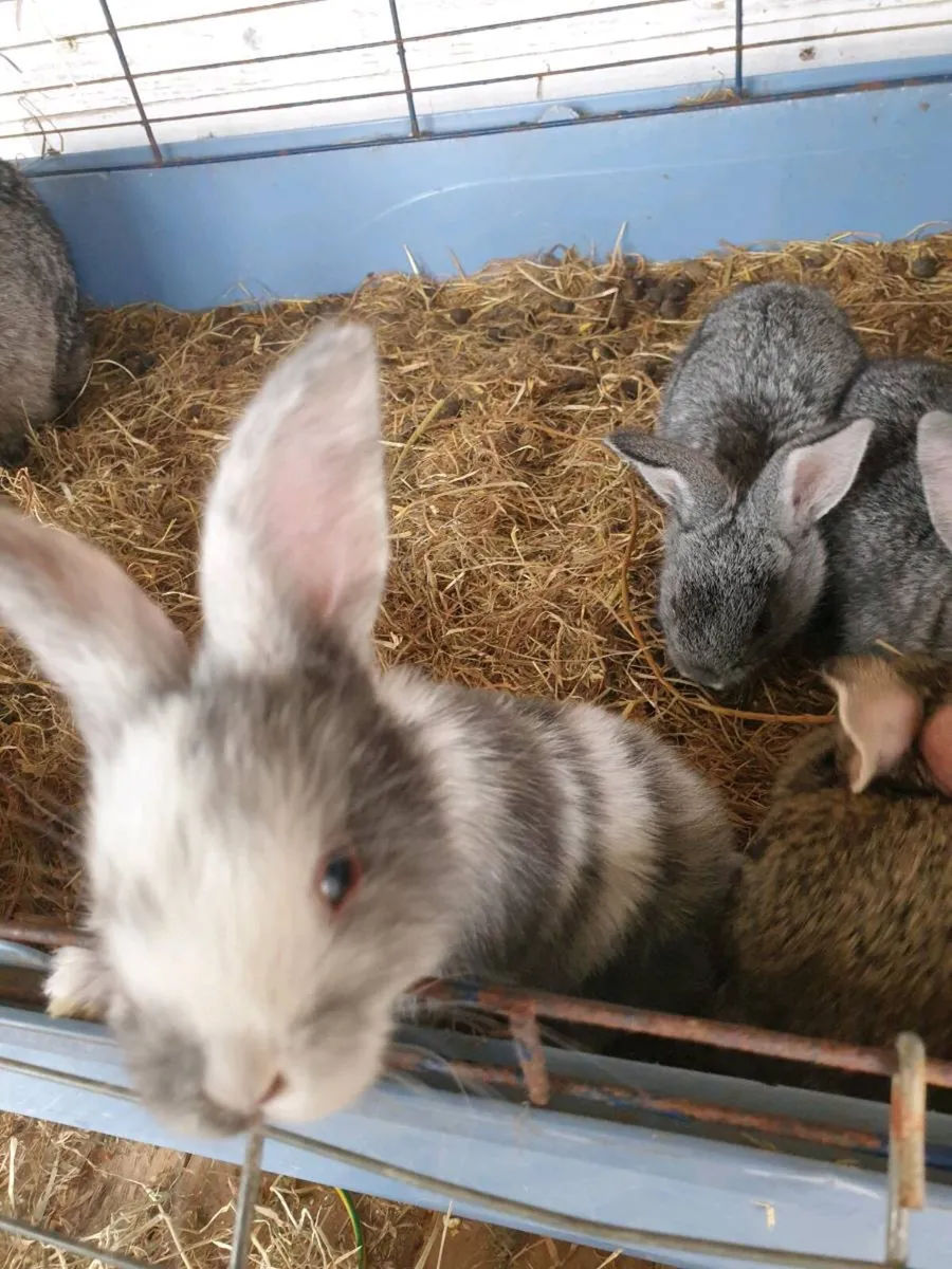 Babie rabbits - Image 3
