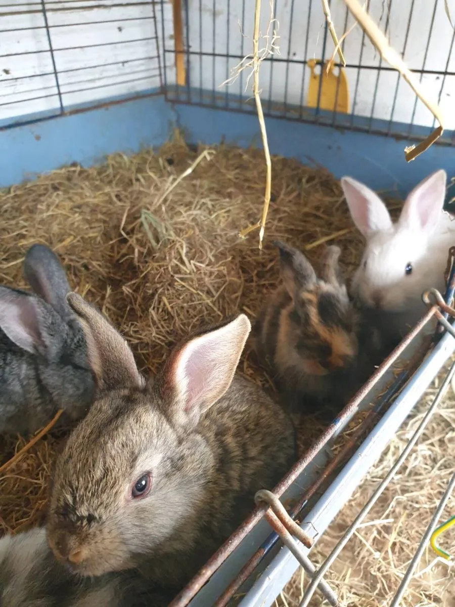 Babie rabbits - Image 4