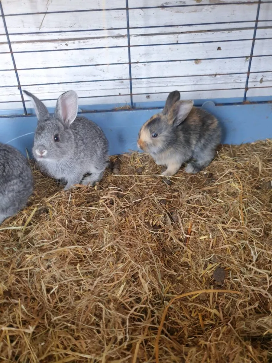 Babie rabbits - Image 1