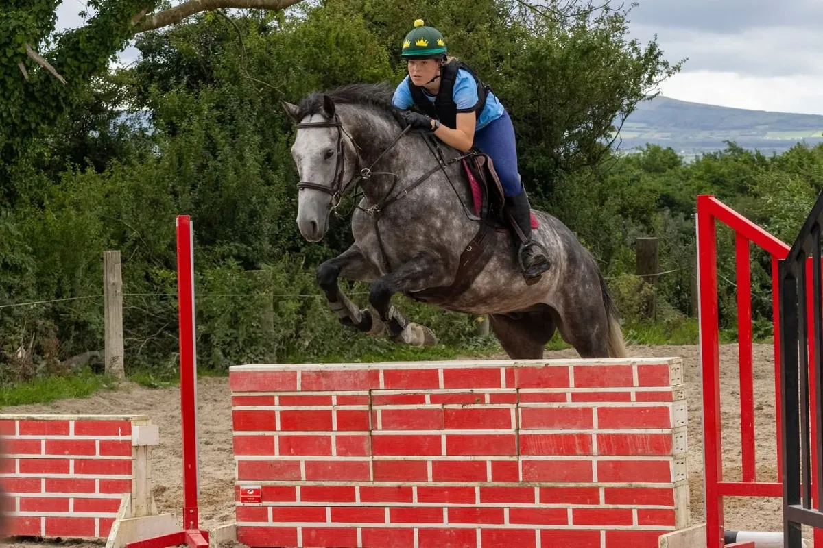 16hh 5 year old grey gelding - Image 2