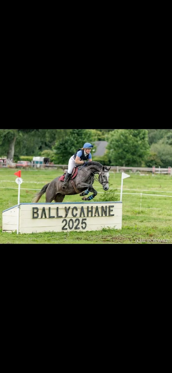 16hh 5 year old grey gelding - Image 3