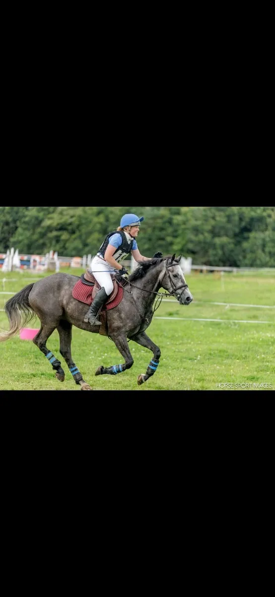 16hh 5 year old grey gelding - Image 4