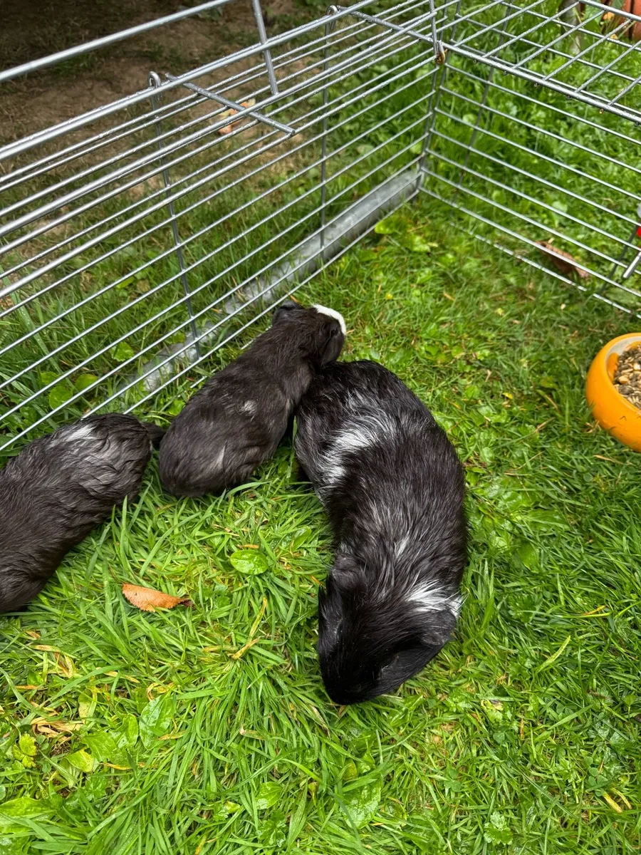 Guinea pigs - Image 2