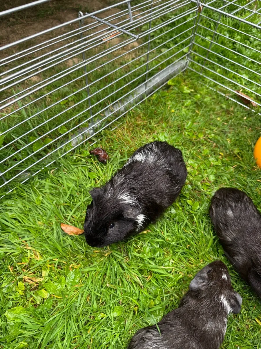 Guinea pigs - Image 3