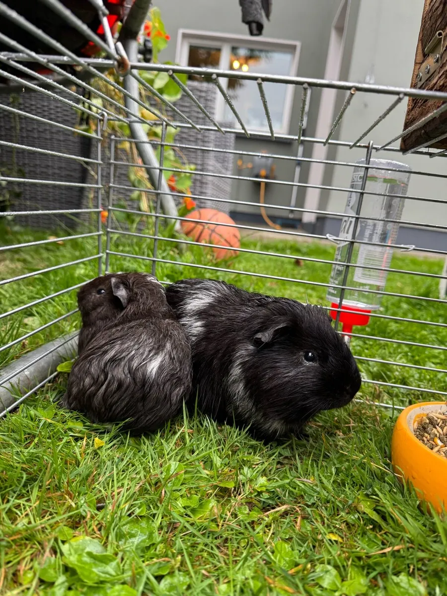 Guinea pigs - Image 4
