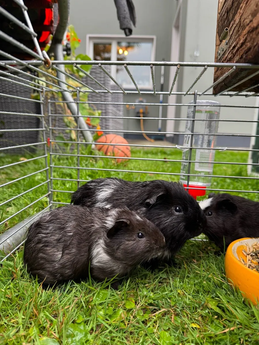 Guinea pigs - Image 1