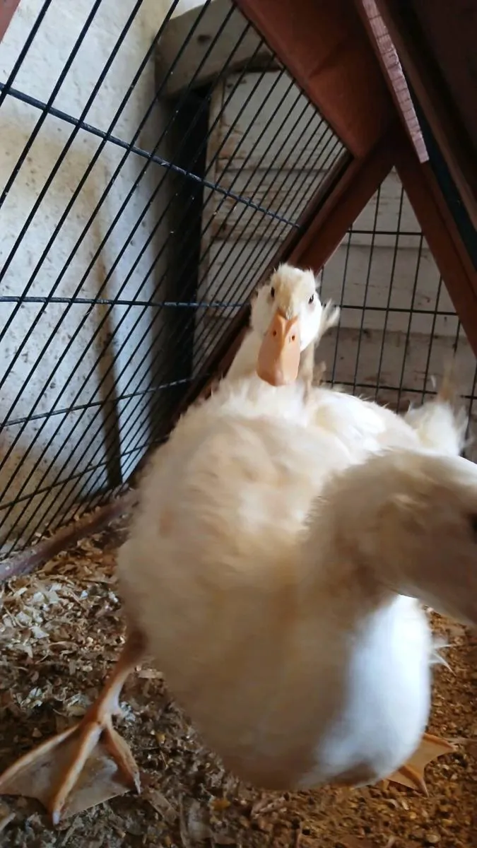 Prebreed aylesbury ducking - Image 1