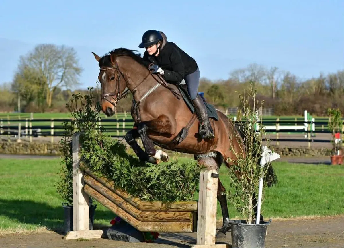 5yo TIH mare by Lucarelli - Image 2