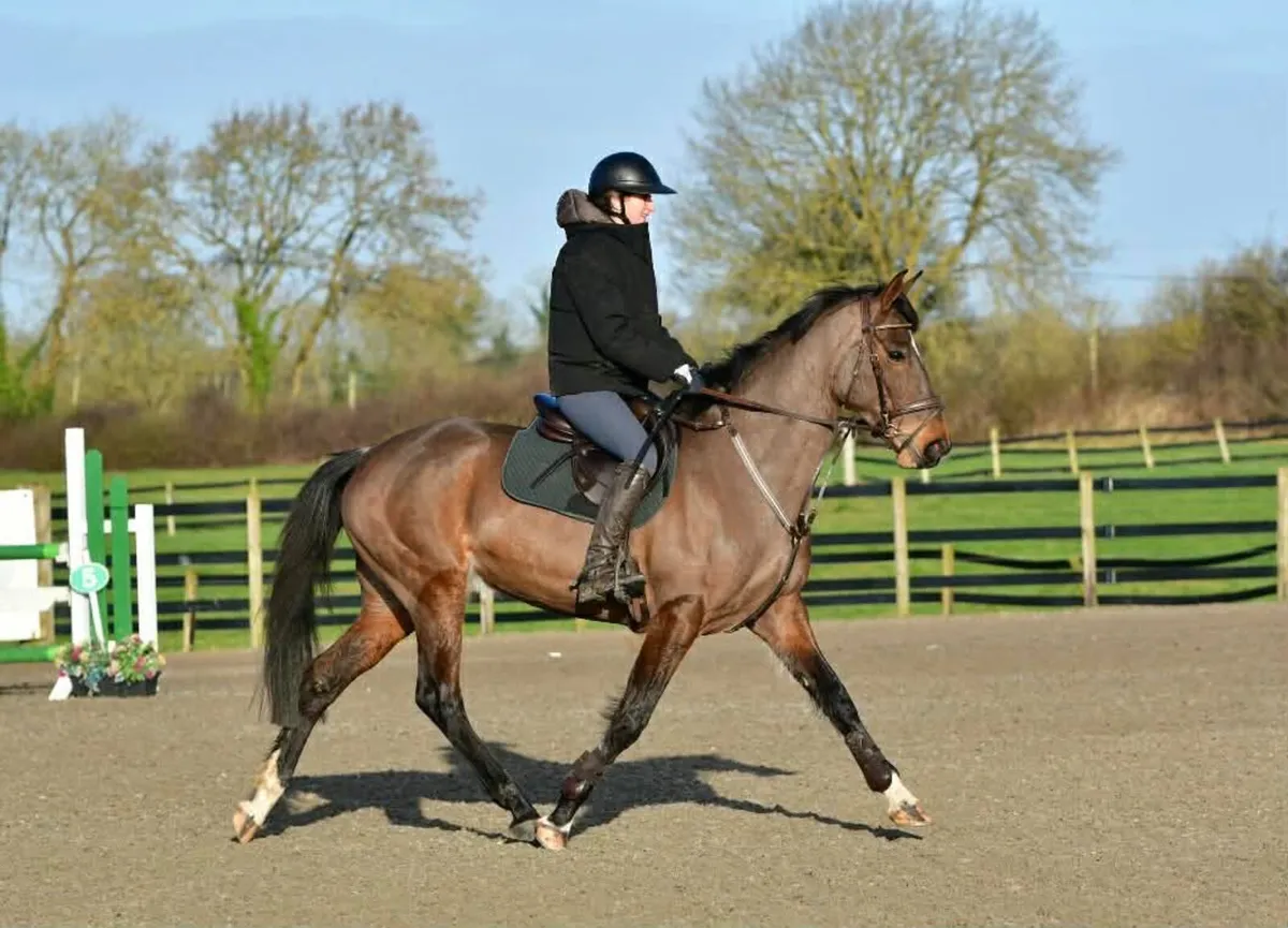 5yo TIH mare by Lucarelli - Image 3