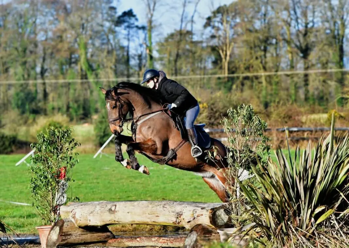 5yo TIH mare by Lucarelli - Image 1