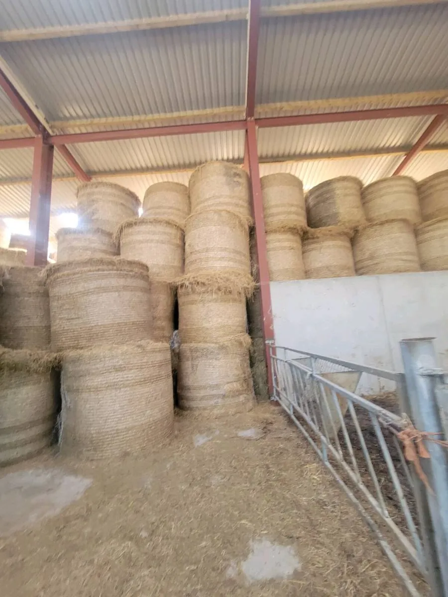 300 bales of Hay - Image 1