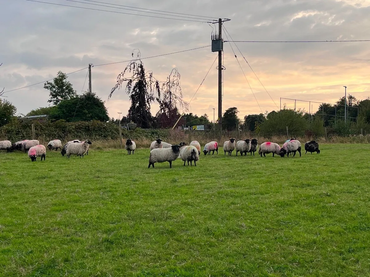 Farming - Image 2